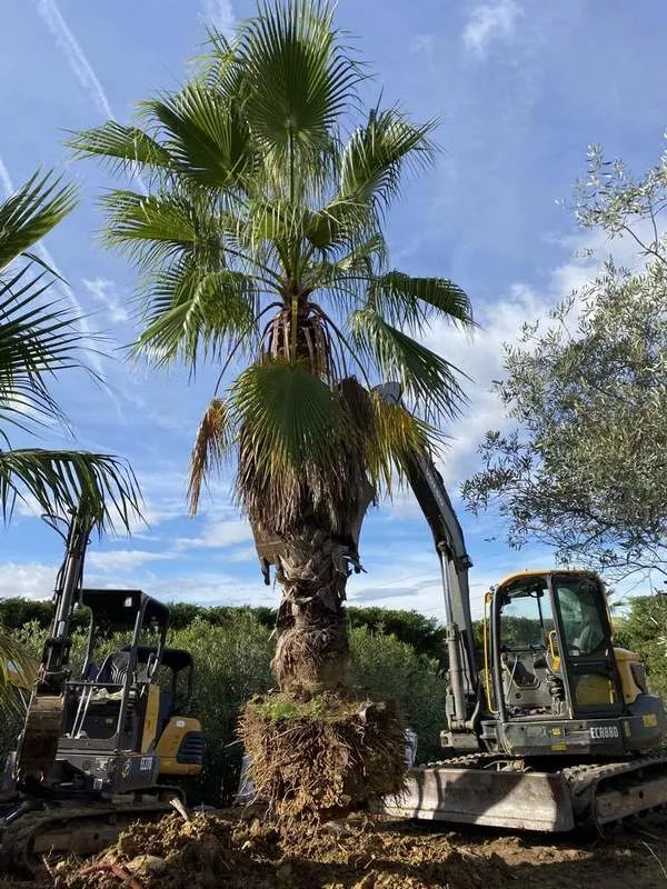 Création de jardin, Mougins, MANZONE