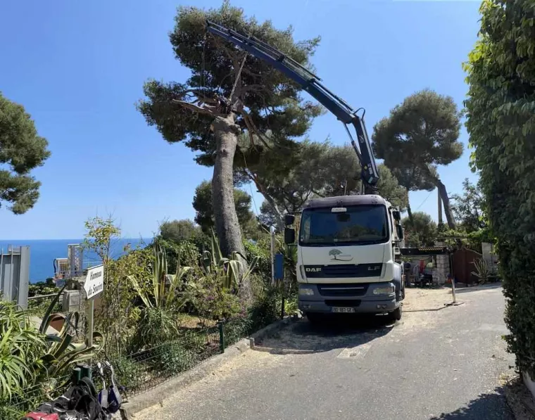Élagage d’arbre dangereux en bord de route, Mougins, MANZONE